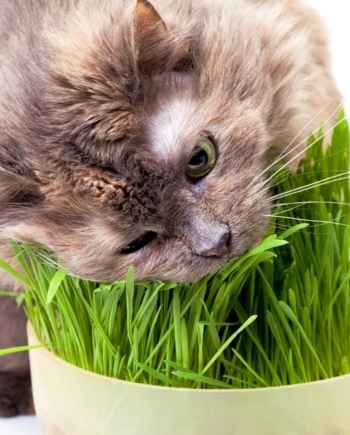 Markapet Doğal Kedi Çimi (Tüy Yumağı Önleyici) 100 gr Standart