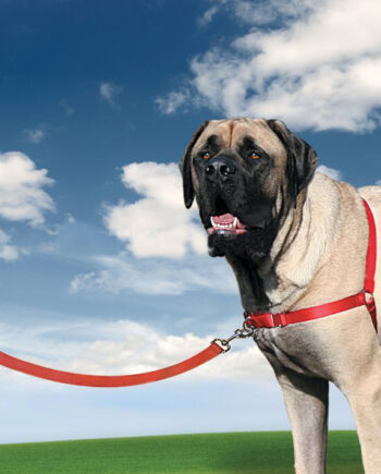 Easy Walk Harness Köpek Göğüs Tasması X Small